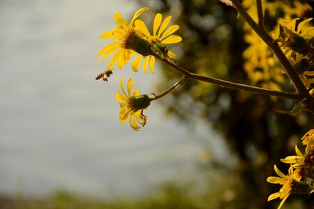 Autumn chrysanthemum bee xuanwu lake photo