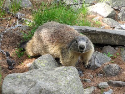 Mountain animals wildlife