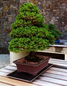 Garden japanese traditional