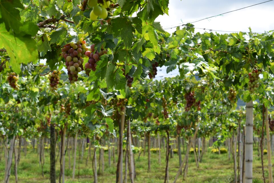 Harvest cultivation vine