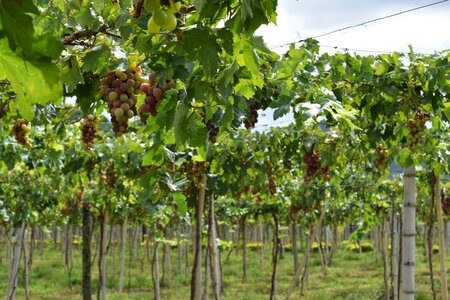 Harvest cultivation vine