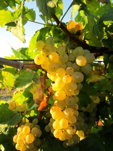 Fruit cultivation winegrowing
