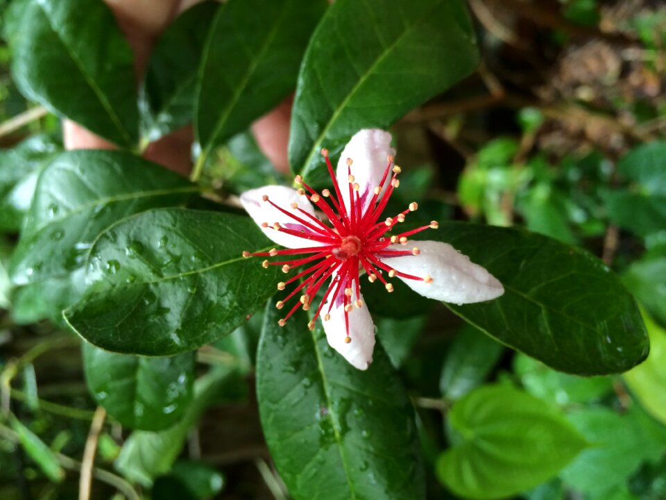 Nature plant natural