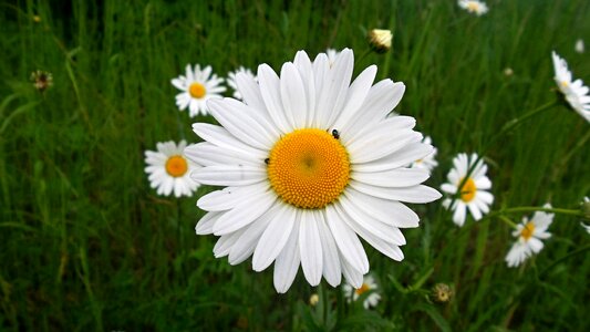 Daisy flower macro