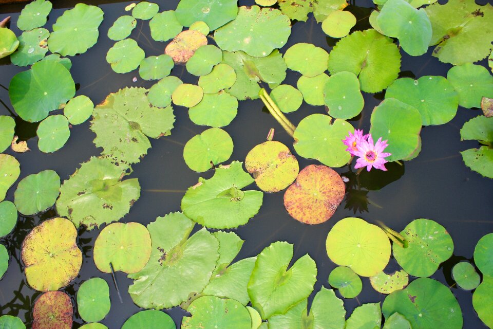 Blossom bloom pond