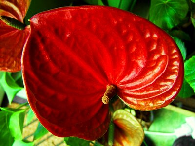 Flamingo flower red flower house plant photo