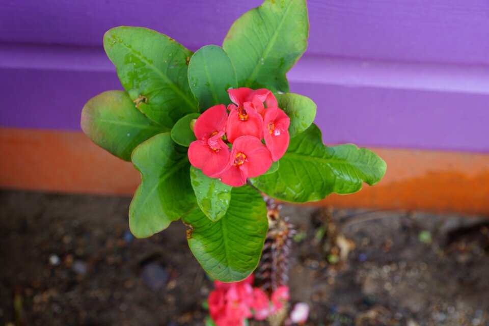 Euphorbia milii christian-conditioning spring