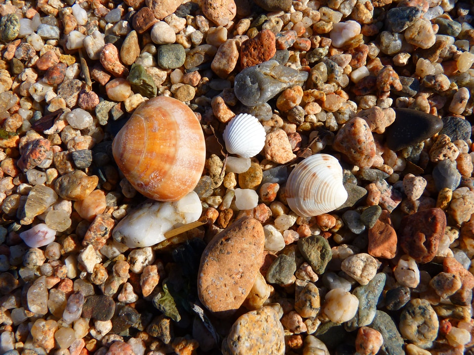 Seashell beach pebbles