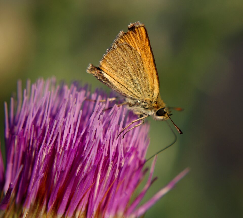Plants field thistle pink