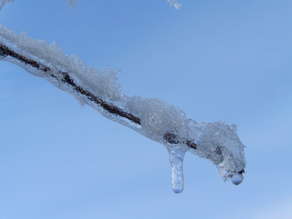 Icicle frosty snowy branch winter