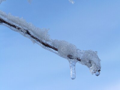 Icicle frosty snowy branch winter photo