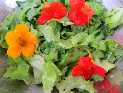 Salad nasturtium flowers