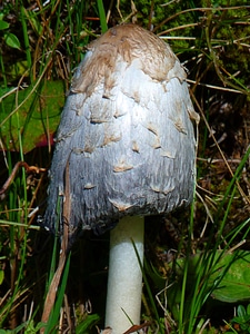 Silvery sunny schopf comatus