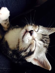 Cat kitty young