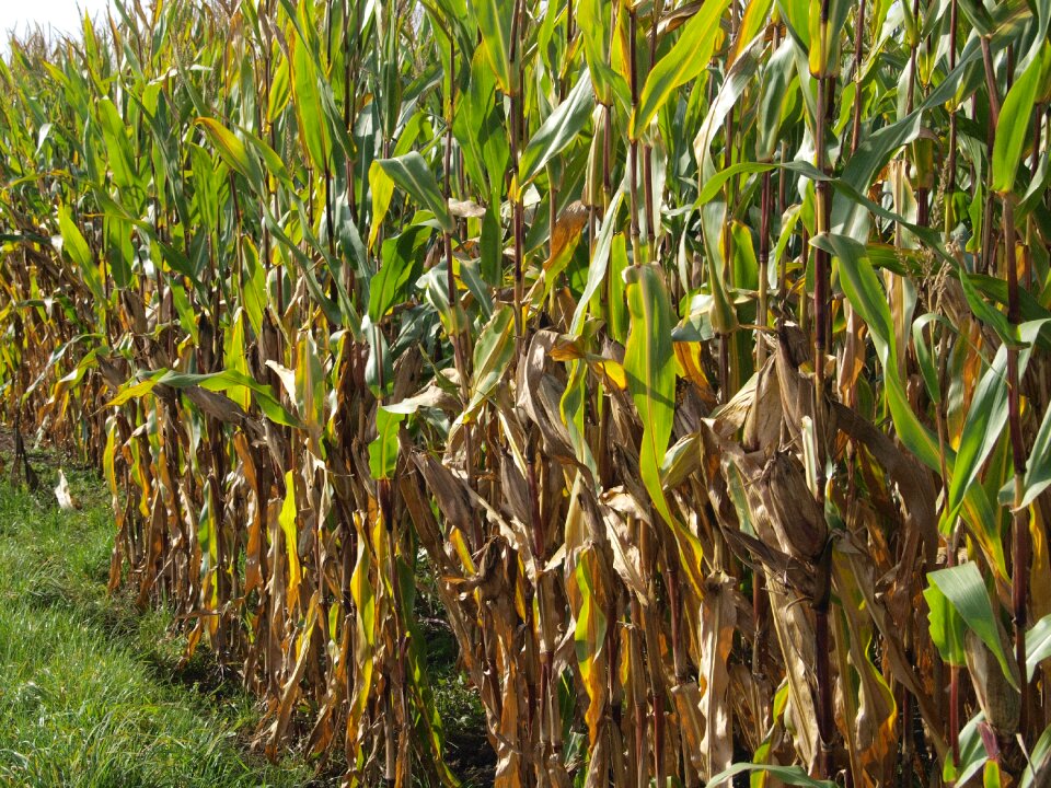 Cereals pet food corn fields