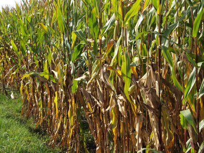 Cereals pet food corn fields