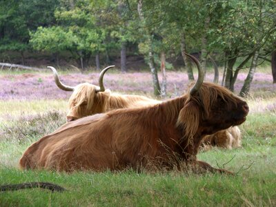 Cows oxen scottish highlanders photo