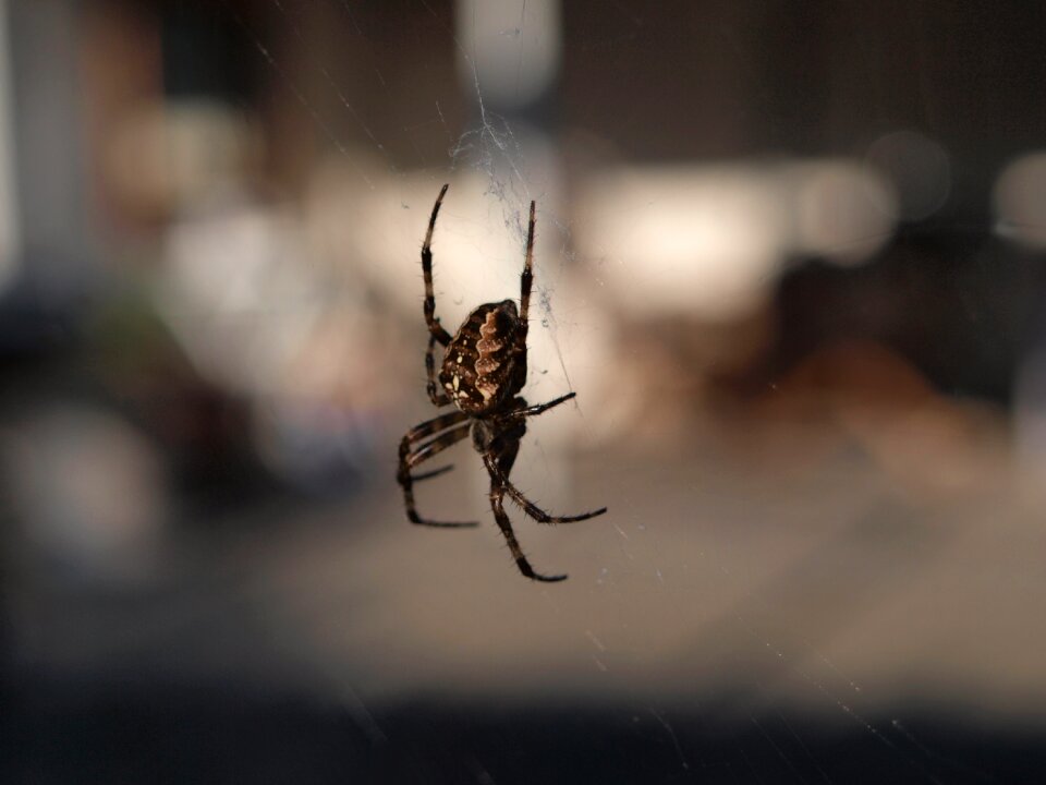 Weave arachne insect