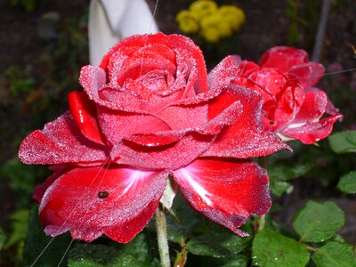 Flower dew rose blooms