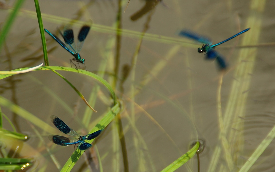 Blue dragonfly dragonfly in flight waters