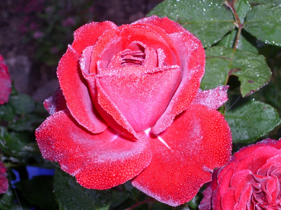 Blossom moist close up