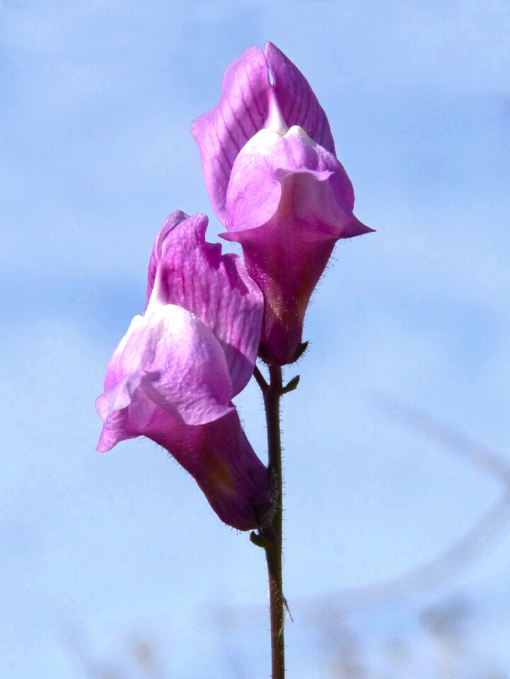 Snapdragon bunnies antirrhinum majus