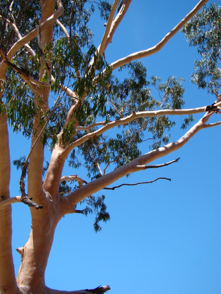 Tree nature gum