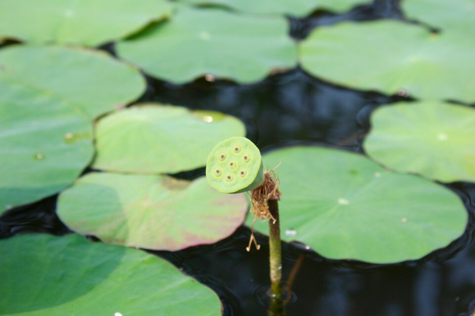 Pond aquatic plant flower