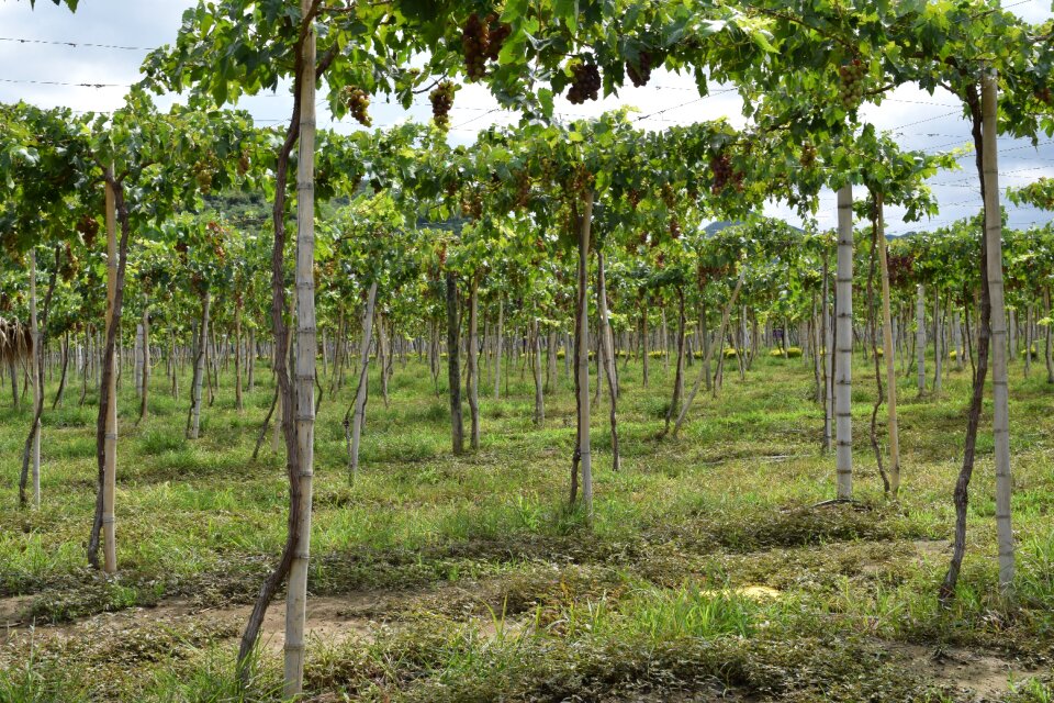 Harvest cultivation vine