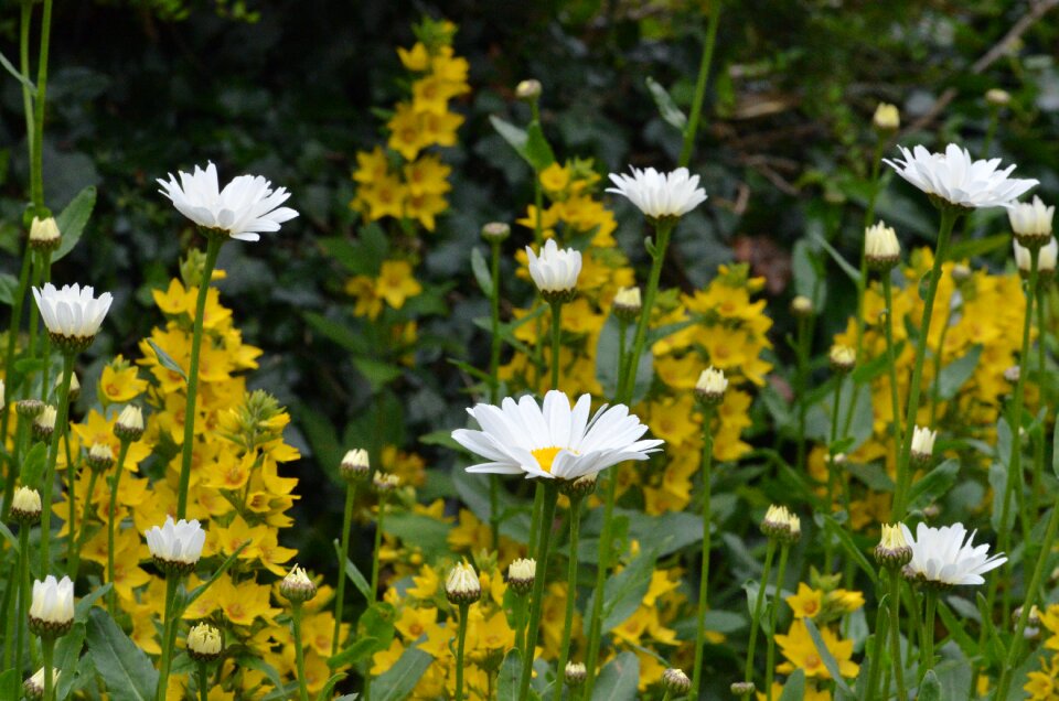 Plants nature garden