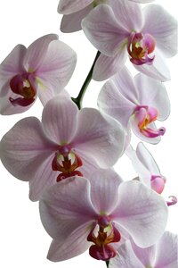 Close up nature plant