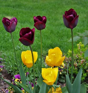 Spring tulip bloom photo