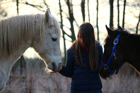 Friendship foal brown