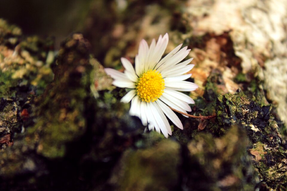 Close up white blossom