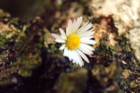 Close up white blossom