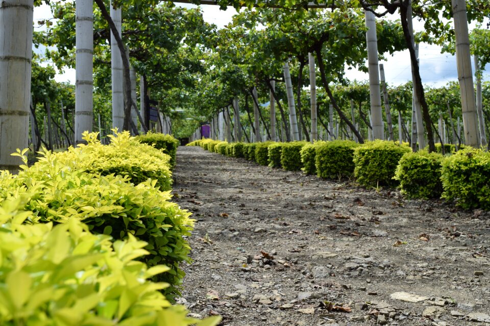 Colombia harvest cultivation