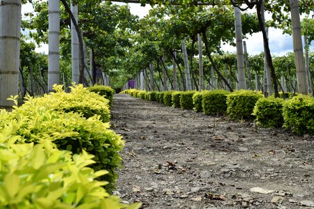 Colombia harvest cultivation