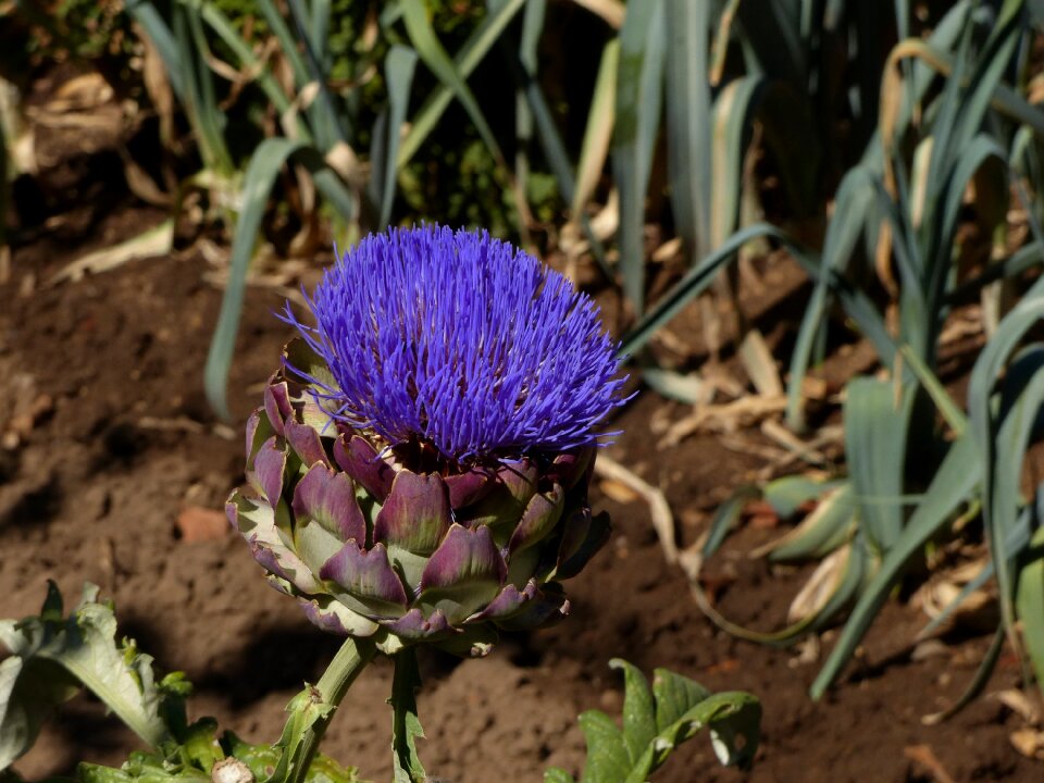 Bloom violet close up