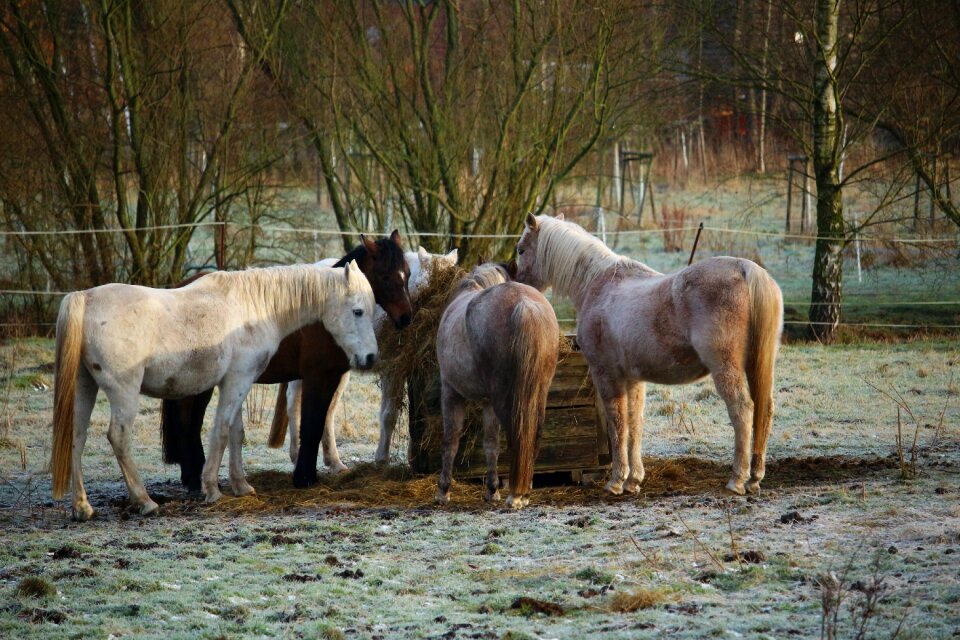Hay feeding frost