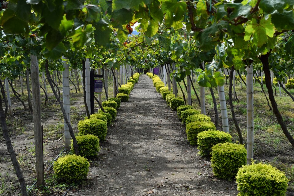 Colombia harvest vine