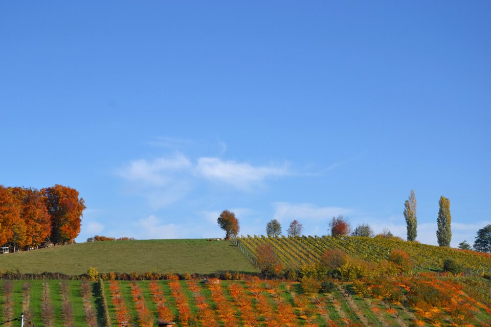 Panorama colorful leaves