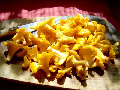 Egg mushroom yellow mushroom food photo