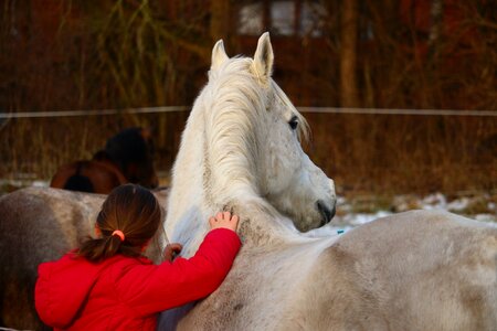 Friendship winter thoroughbred arabian