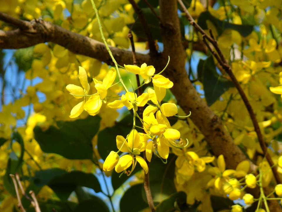 Australia spring nature