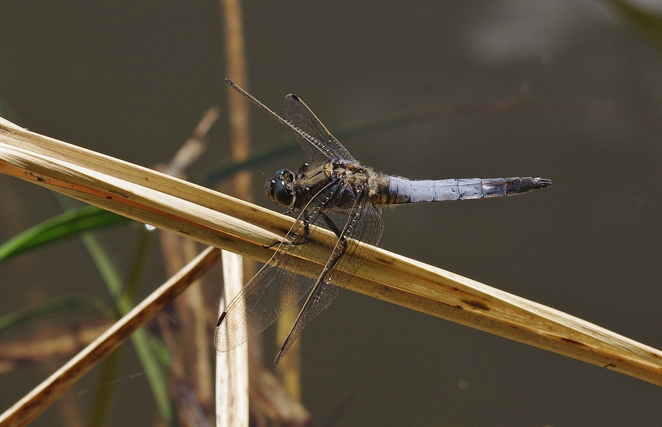Blue dragonfly close up waters