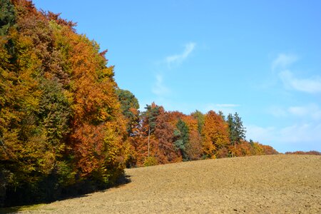 Autumn arable trees