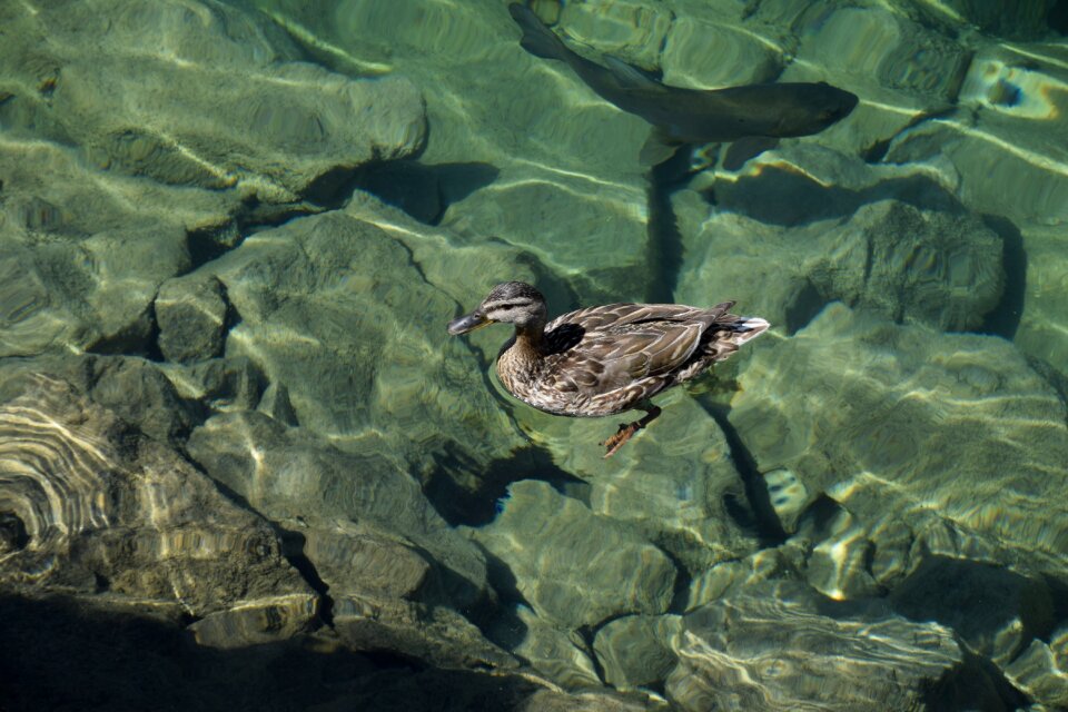 Clear water nature bergsee photo