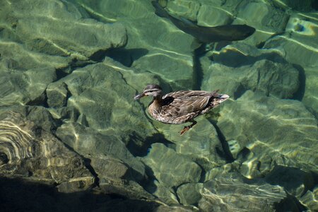Clear water nature bergsee photo