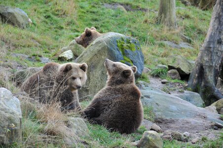 Animals nature animal world