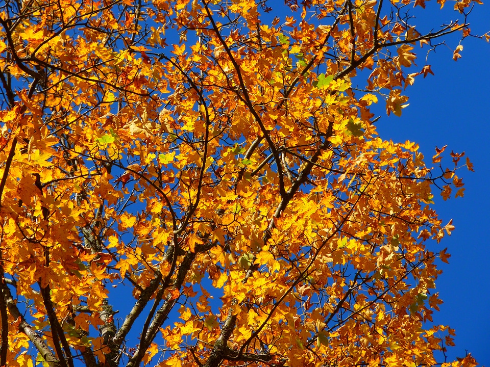 Tree leaves yellow photo